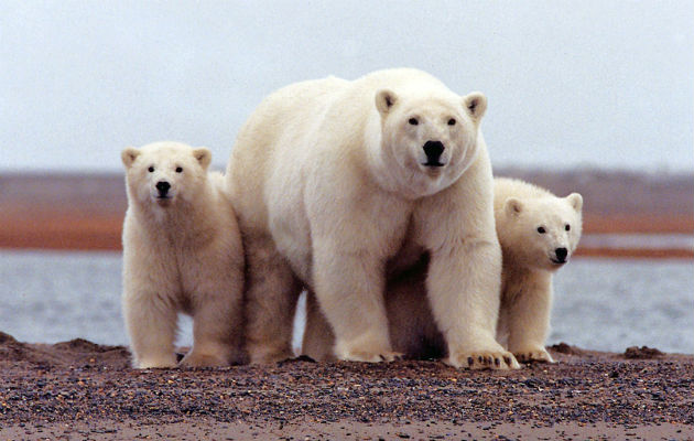 Osos polares que crían en un refugio de fauna en Alaska peligran por la posible apertura del área a la perforación. Foto / Reuters.