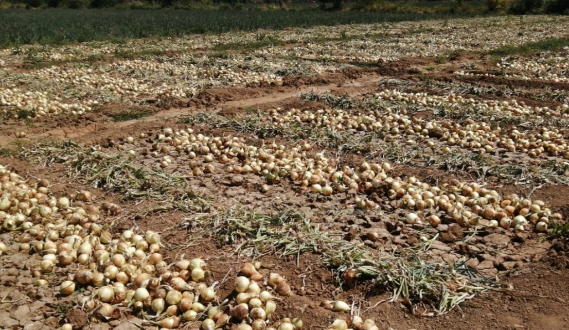 Natá es una zona, a parte de las tierras altas de Chiriquí que produce cebolla. Foto/Cortesía