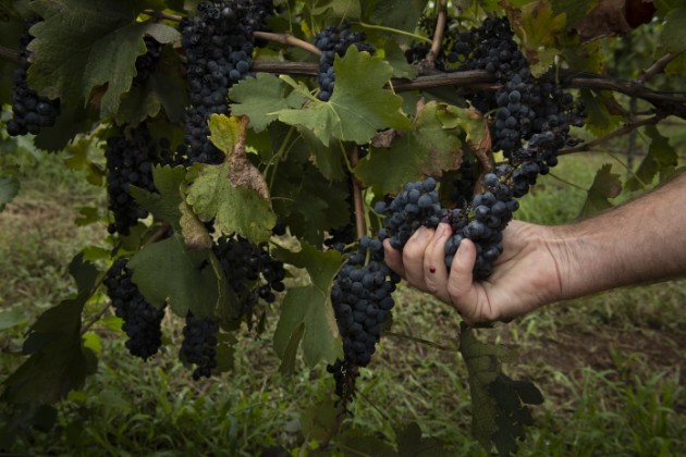 Iain Riggs, en Brokenwood Wines, se ha visto obligado a dejar uvas en la vid por contaminación de humo. Foto / Matthew Abbott para The New York Times.