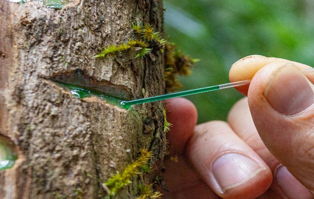 Algunos árboles se adaptan a crecer en suelo contaminado con metales. Una especie en Malasia produce savia con alto contenido de níquel. Foto / Antony van der Ent.