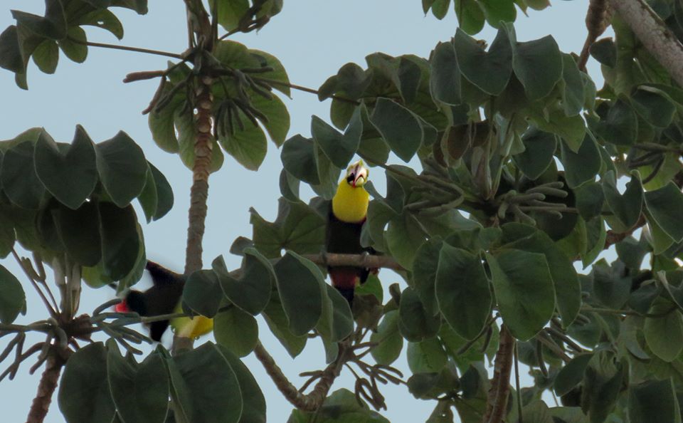 Hermoso Tucán que junto a otro visitó a la escritora e ilustradora Silvia Fernández Risco durante esta cuarentena por la pandemia del coronavirus. Entre el verde follaje  de los árboles destaca.Foto: Silvia Fernández-Risco