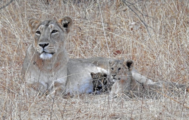 Una leona con su propio cachorro y uno de leopardo en el Parque Nacional Gir. Foto / Dheeraj Mittal.