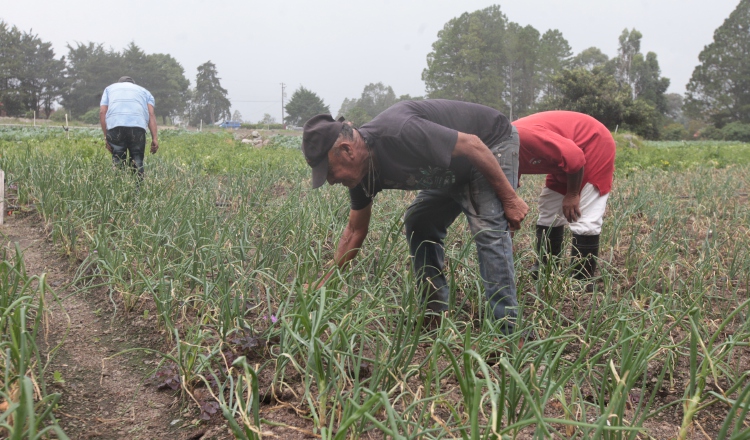 Hay un contingente de 2.3 millones de quintales de arroz en cáscara, para cubrir los meses de junio, julio, agosto y septiembre. Foto: Archivo