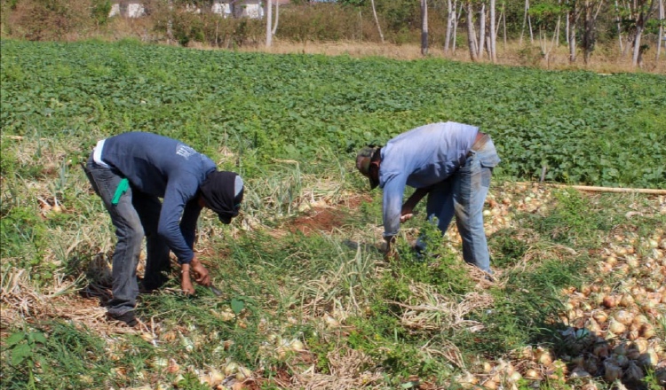 El sector agro no ha dejado de producir alimentos. Archivo