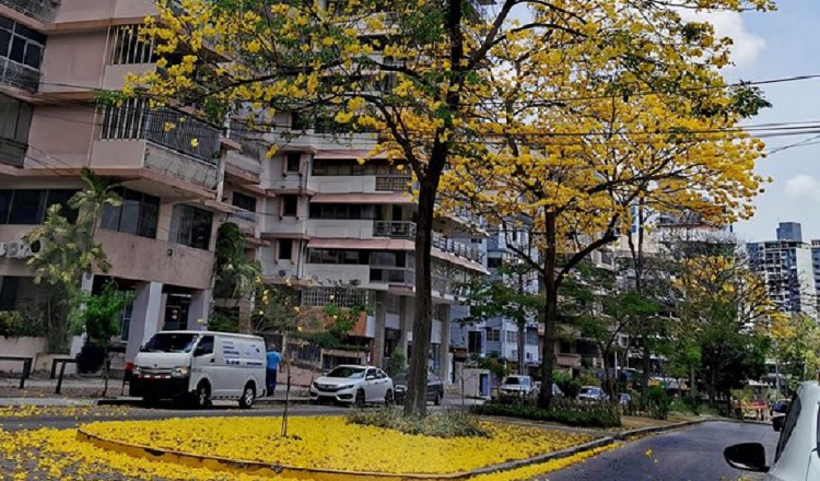 Guayacanes en flor. Porque la esperanza también es color sol. Para que puedas seguir admirándolos, cumple con la cuarentena por coronavirus. #QuédateEnCasa, #ProtégetePanamáFacebook