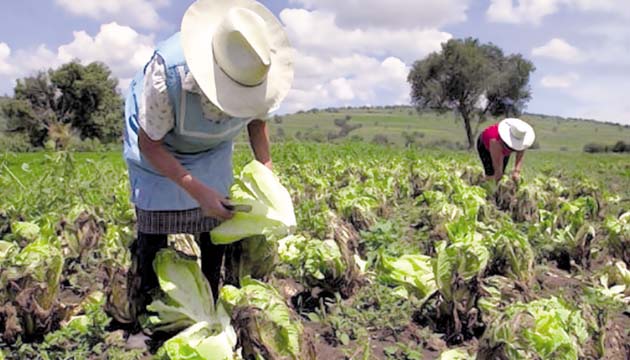 El sector agropecuario garantiza la seguridad alimentaria en este momento.