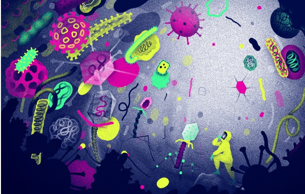 Las bacterias y otros microbios unicelulares pertenecen a un grupo llamado procariotas. Foto ilustrativa / Sean McSorley.