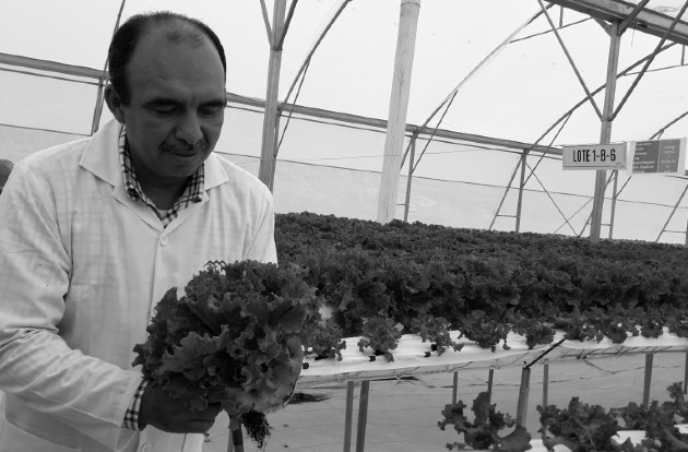 Cultivo de productos hidropónicos como lechuga, apio, fresas, entre otros, en Tierras Altas, provincia de Chiriquí. Foto: Archivo. Epasa.