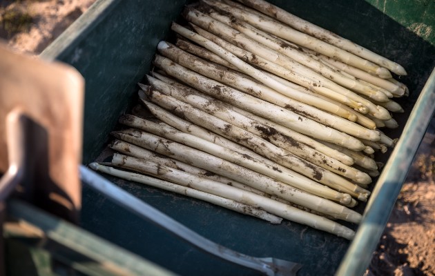 El espárrago celebrado en Alemania como “oro blanco” se pudrirá de no haber trabajadores agrícolas. Foto / Gordon Welters para The New York Times.