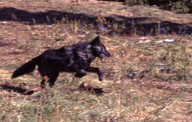 Lobo 21, visto en 1995, lloró a su compañera cuando murió. Los científicos desconocían que los lobos muestran luto. Foto / Barry O’Neill/Servicio nacional de parques.