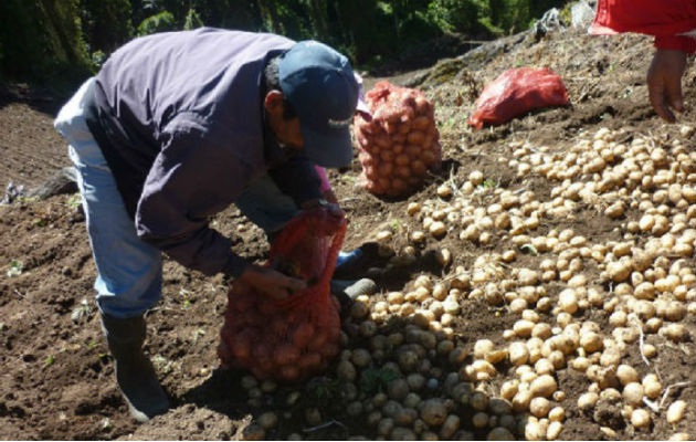 Los productores se quejan que los productos se están perdiendo. 