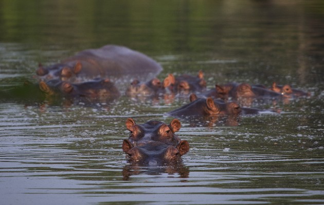    Hipopótamos africanos prosperan en Colombia. Foto / Ivan Valencia/Associated Press.