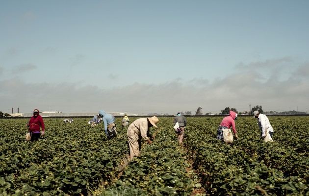 Se permite a los trabajadoras de granjas de EE.UU. salir pese a órdenes de resguardo. Un campo de fresas en California. Foto / Carlos Chavarría para The New York Times.