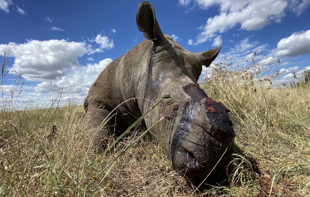 Al menos 9 rinocerontes han sido cazados desde que Sudáfrica se aisló. Foto / Nico Jacobs.