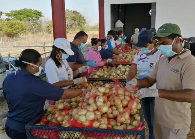 A la fecha se ha logrado cosechar la mitad de la superficie sembrada. Foto: Eric Montenegro.