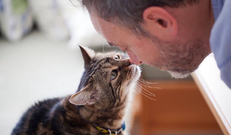 Siempre que sea posible es bueno que el gato esté en una habitación para él solo.  EFE