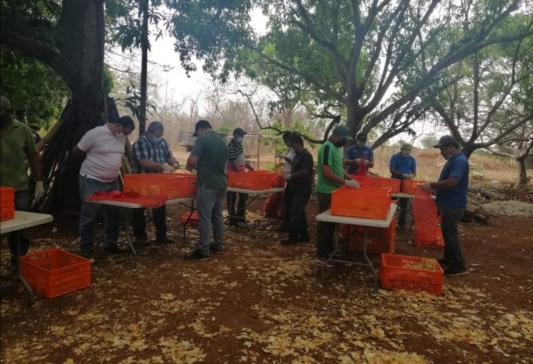 Además de otros rubros, también se espera la entrega de paquetes de carne de res luego que el gobierno compró dos mil novillos,  Foto/Thays Domínguez