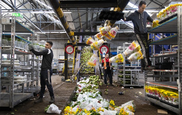 Unos 400 millones de flores, incluyendo 140 millones de tulipanes, fueron destruidos el mes pasado. Foto / Ilvy Njiokiktjien para The New York Times.