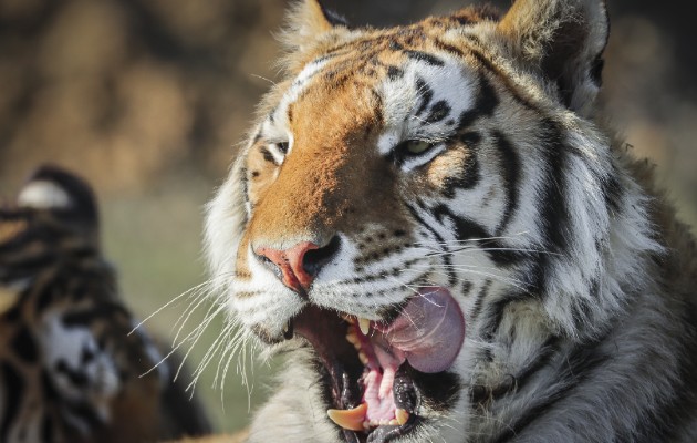 Críticos de serie documental “Rey Tigre” de Netflix dicen que no logró denunciar el problema de la propiedad de grandes felinos. Foto / Marc Piscotty/Getty Images.
