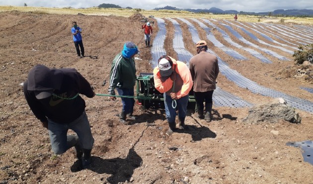 La siembre de cebolla bajo el sistema de acolchado se inició esta semana en Tierras Altas, provincia de Chiriquí. Foto/Aurelio Martínez