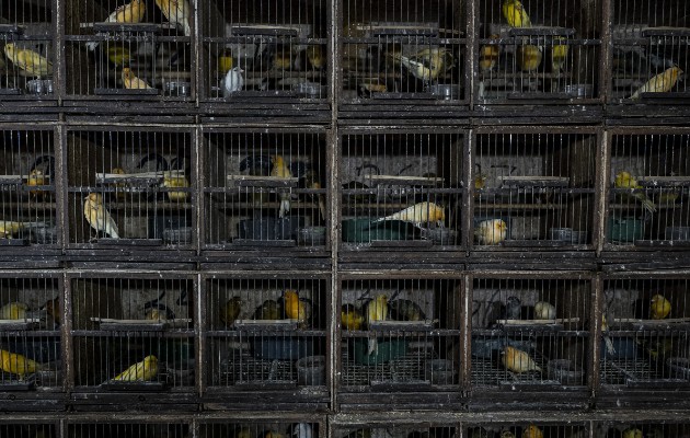 El mercado Pramuka en Yakarta es el mercado de aves más grande en el sureste de Asia. Foto / Ulet Ifansasti para The New York Times.