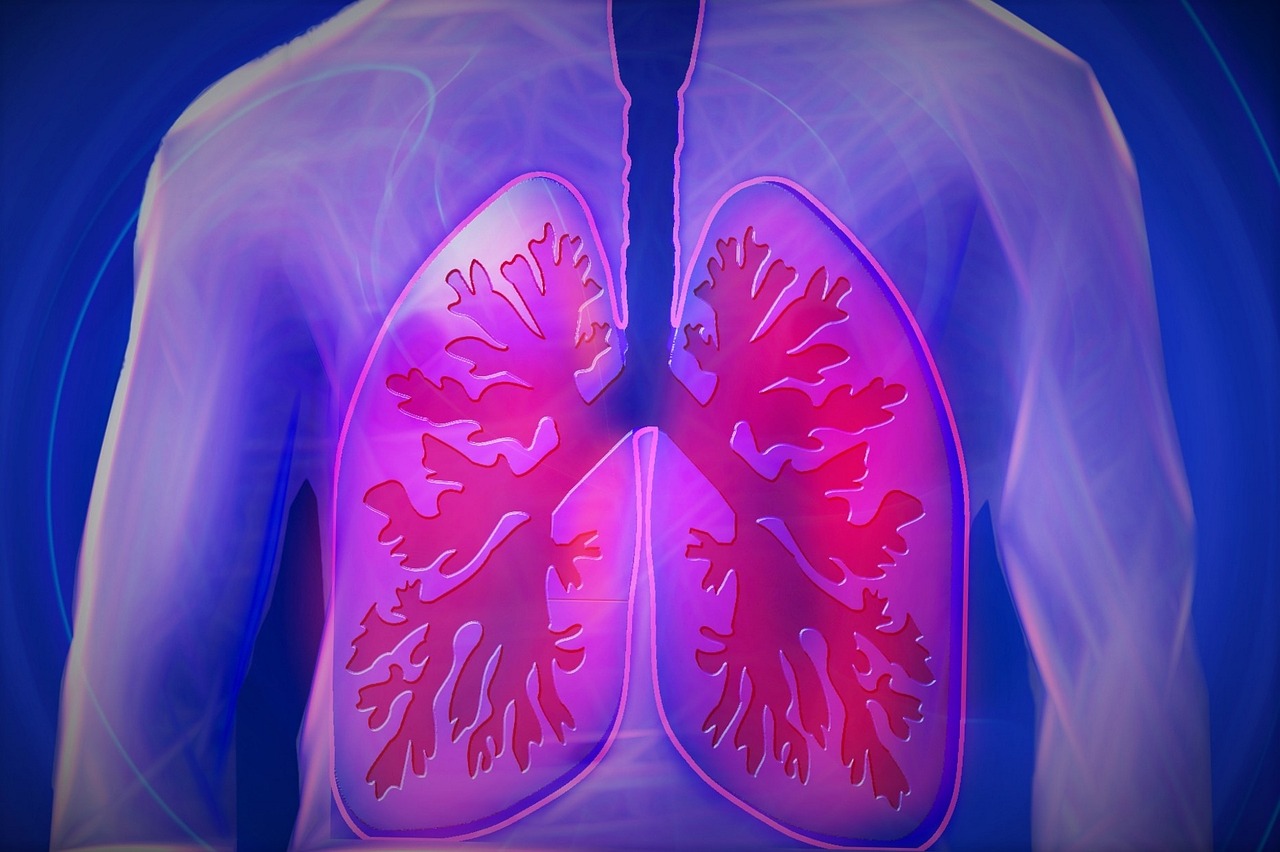 Los pulmones son el centro de esta pandemia del COVID19 que mantiene en vilo a la población mundial hace más de tres meses. Foto: Pixabay