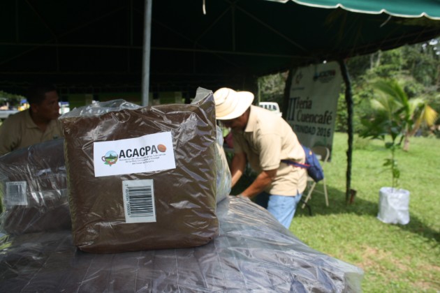 En la zona norte de Capira existen un aproximado de 946 hectáreas de cultivo de café dela variedad Robusta Mejorado. Foto/ Eric Montenegro