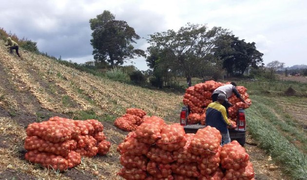 Los productores manifestaron que todavía les faltan cinco hectáreas de cebollas por cosechar en la región de Natá.