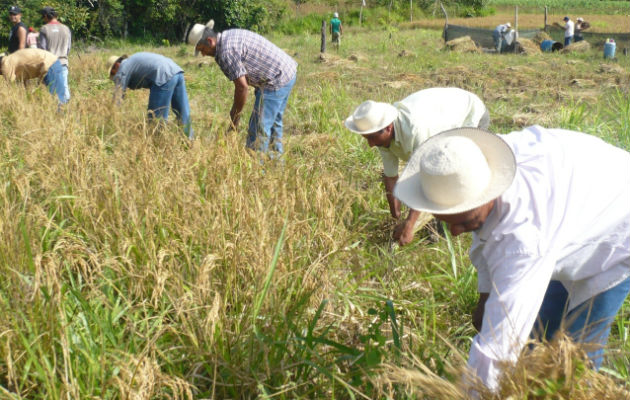 El titular de la cartera agropecuaria destacó que se buscará una fórmula eficiente, para que los productores accedan de forma rápida a estos recursos. Foto/Archivo