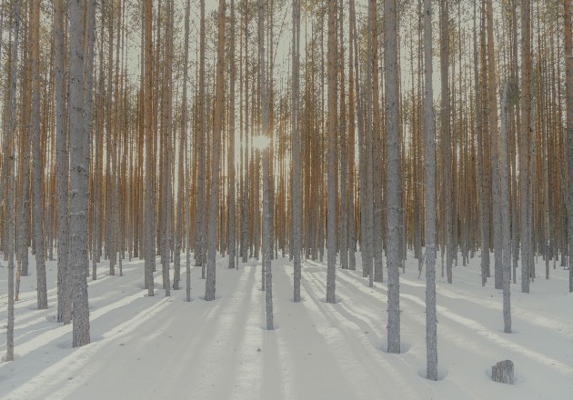 El bosque en Sandarmoj en el norte de Rusia, donde miles de víctimas de Stalin fueron ejecutadas y sepultadas. Foto / Davide Monteleone para The New York Times.