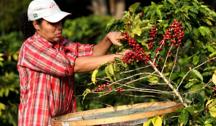 El consumo de café en los hogares ha aumentado y ha mejorado los precios a nivel internacional lo cual es positivo para los productores. EFE