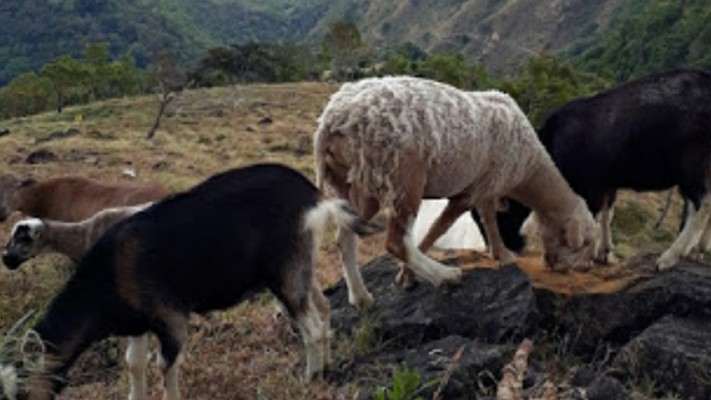 Las cabras que mataron estaban recién paridas.