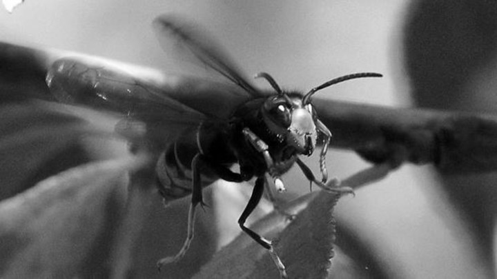 El avispón asiático gigante afecta seriamente a las abejas porque invade y aniquila los miembros de las colmenas. Foto: EFE. 