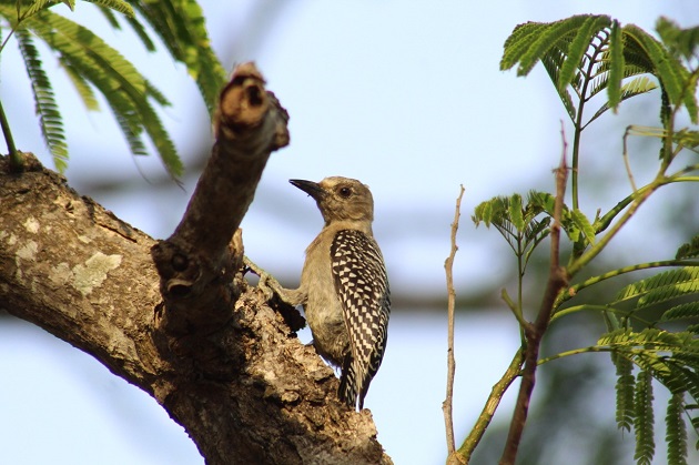  Varias especies de aves fueron fotografiadas en el Reto Naturalista Urbano que se realizó en Panamá. 