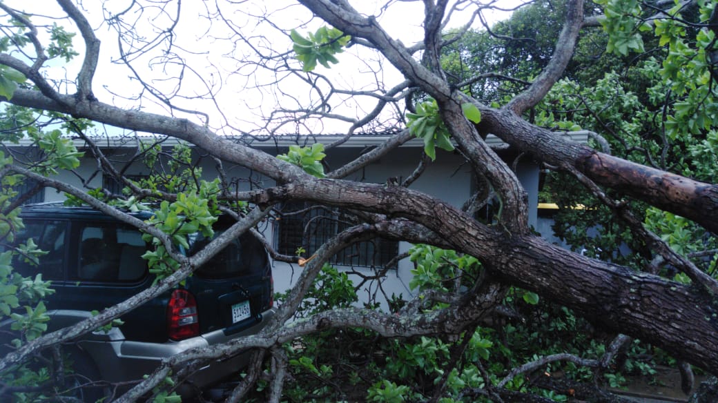 Caída de árboles y desprendimiento de techos tras fuertes lluvias en  algunos puntos del país | Panamá América