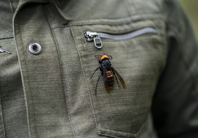 El avispón asiático gigante ha sido encontrado en Estados Unidos, amenazando a las abejas. Foto / Ruth Fremson/The New York Times.