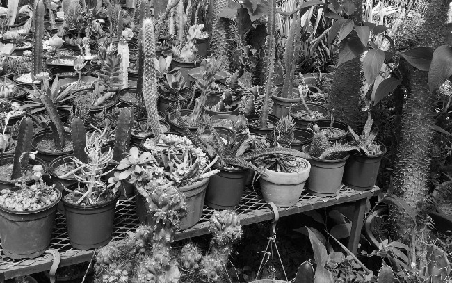 Las plantas nos agradan porque son buenas compañeras, nos relajan, nos entretienen. Foto: Cortesía del autor.