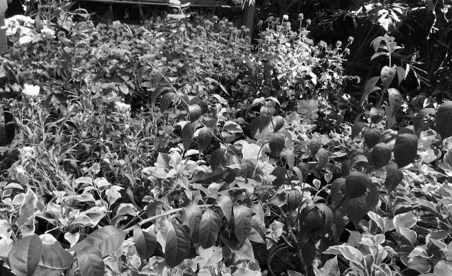 Las plantas nos agradan porque son buenas compañeras, nos relajan, nos entretienen. Foto: Cortesía del autor.