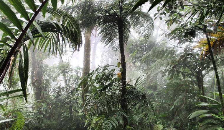 Conservar y gestionar de forma sostenible la diversidad biológica es necesario para mitigar las perturbaciones climáticas