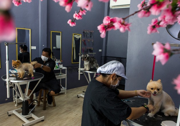 Perros de pedigrí son populares en Tailandia. Los pomeranias Magnum y Mónica, y Honey, una schnauzer, reciben cortes en Modern Dog Grooming and School, en Bangkok. Foto / Amanda Mustard para The New York Times.