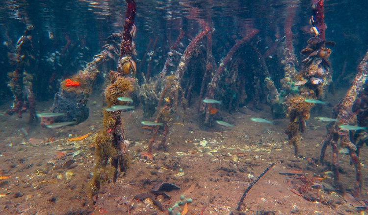 En este estudio utilizando ADN ambiental, los científicos descubrieron que los manglares tenían la mayor cantidad de biodiversidad. Cortesía/ Elaine Shen