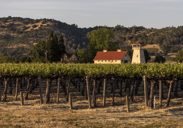 Pagan hasta 25 mil dólares por tonelada de uvas Beckstoffer, cinco veces el promedio del Valle de Napa. Foto / Cayce Clifford para The New York Times.