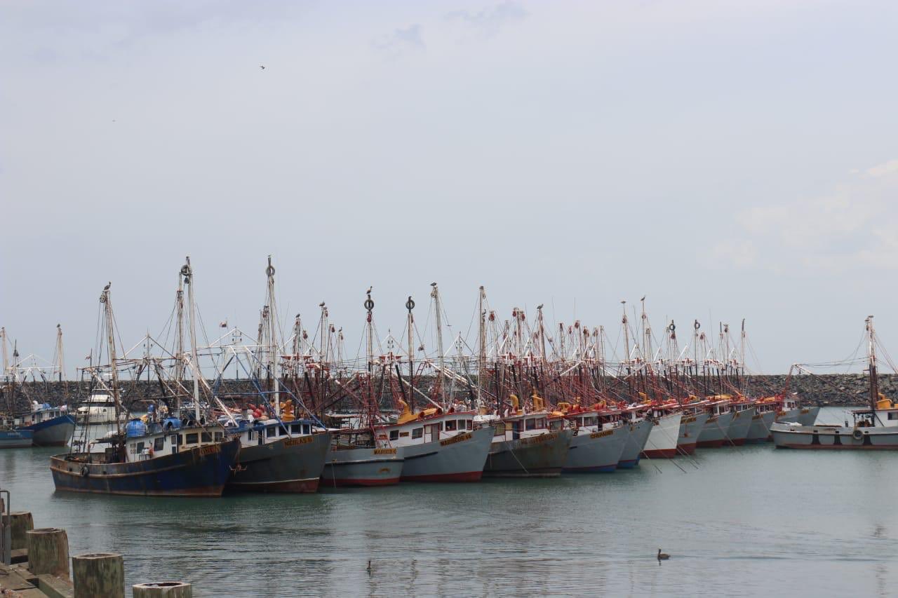 Es necesario iniciar las consultas para proteger las especies  de tiburones y rayas que se encuentren amenazadas