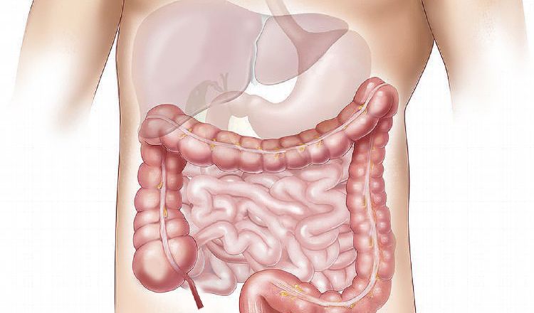 La importancia del intestino ha sido designado como el tema central de la campaña 2020.  Pixabay
