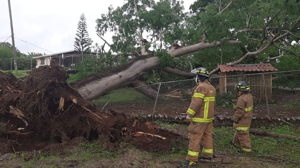 El cuerpo de bomberos de Los Santos también informó de árboles caídos en otros sitios tras el aguacero entre ellos en la barriada San José en La Villa, donde las unidades debieron liberar la vía. Fotot/Thays  Domínguez