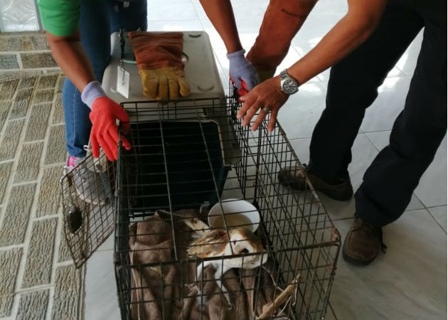 Lechuza blanca atrapada en una cerca de púas es rescatada en La Palma de Las Tablas Funcionarios de MiAmbiente trasladaron al ave a su hábitat. Foto: Thays Domínguez.
