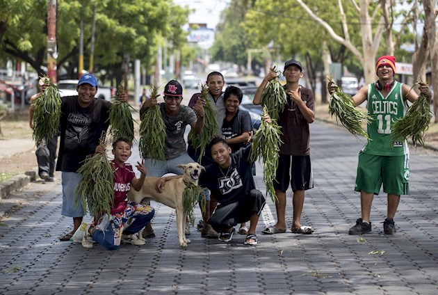 El COVID-19 desata "fiebre" por las hojas del eucalipto en Nicaragua "Yo estoy usando eucalipto con mi familia por prevención. No estamos infectados", explicó un nicaragüense en sus redes sociales.