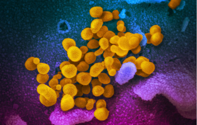 OMS asevera presunto origen animal de coronavirus y refuta su creación en laboratorio Este patógeno "tiene origen animal", asegura la OMS. Fotos: Archivo/Ilustrativa.