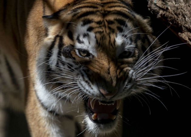 Los gatos son una especie más susceptible al coronavirus, afirma la OMS Un tigre resultó infectado en un zoológico de Nueva York. Fotos: Archivo/Ilustrativa.