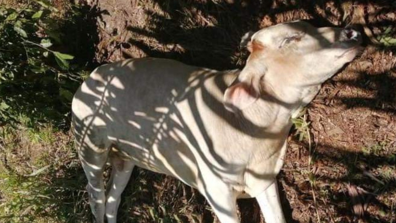 Se recomienda a los ganaderos de la zona mantener sus animales vacunados anualmente por tratarse de una zona endémica a rabia.